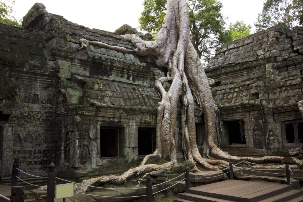 Angkor Wat - Big Tree Roots Fareast247