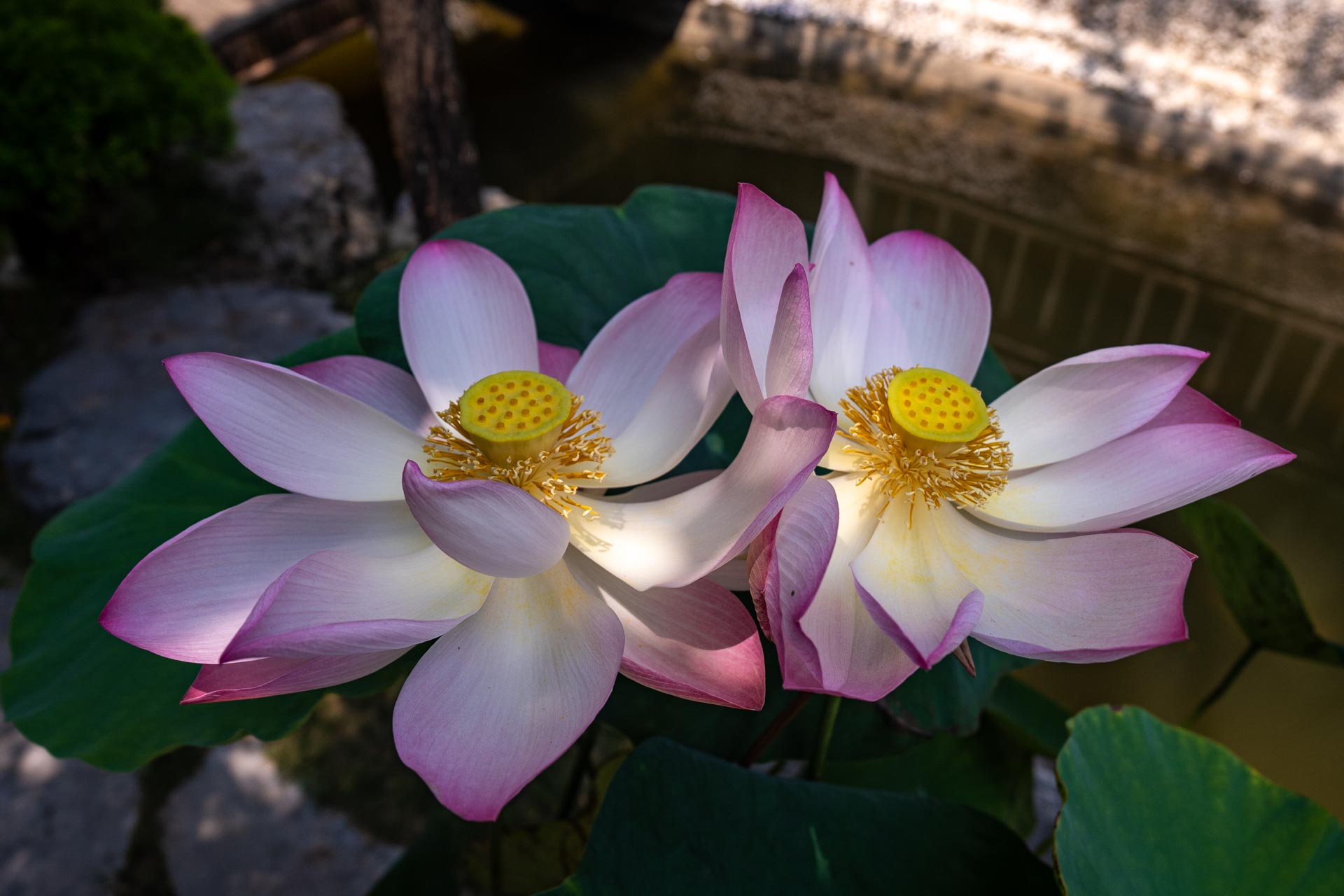 Ninh Binh - Lotus Flowers Pink Color Mua Cave Dragon Mountain - Fareast247