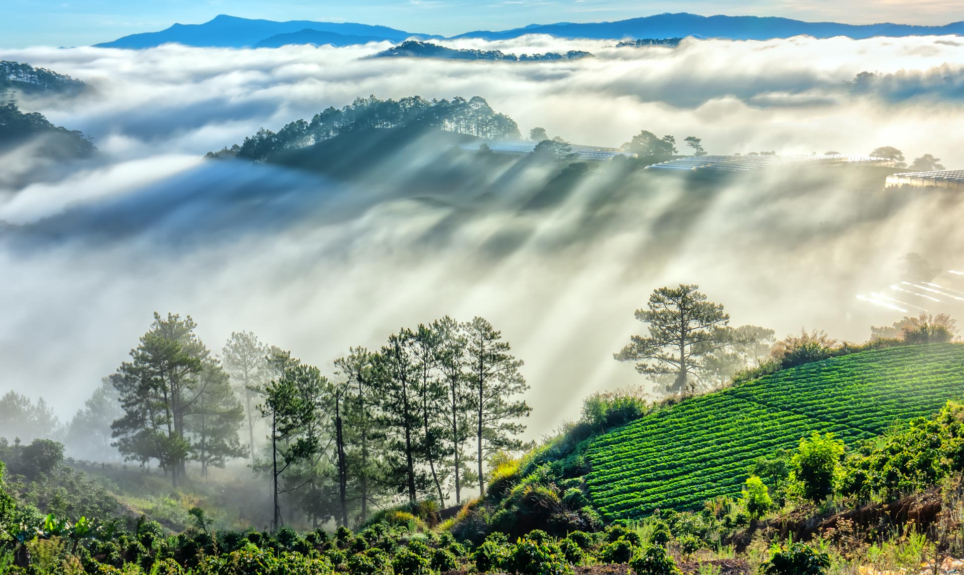 Dawn,On,The,Hillside,In,The,Morning,When,Sunlight,Penetrates - Fareast247