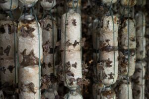 Mushroom,Farming,-,Da,Lat,,Vietnam - Fareast247