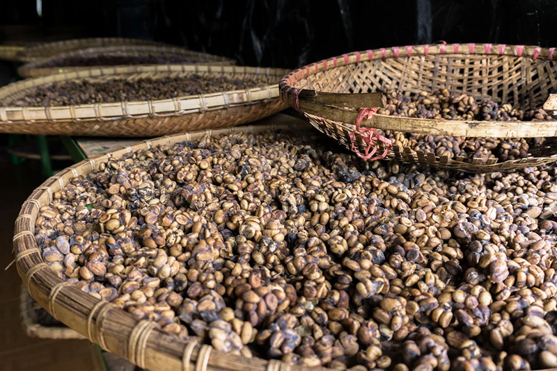 Da-Lat---Weasels-Coffee---- Fareast247