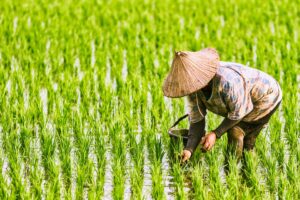 The,Farmer,Planting,On,The,Organic,Paddy,Rice,Farmland - Fareast247