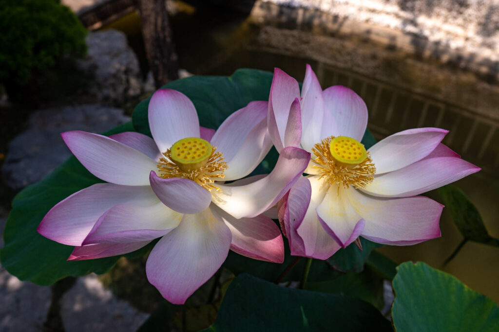 Ninh Binh - Lotus Flowers Pink Color Mua Cave Dragon Mountain - fareast247
