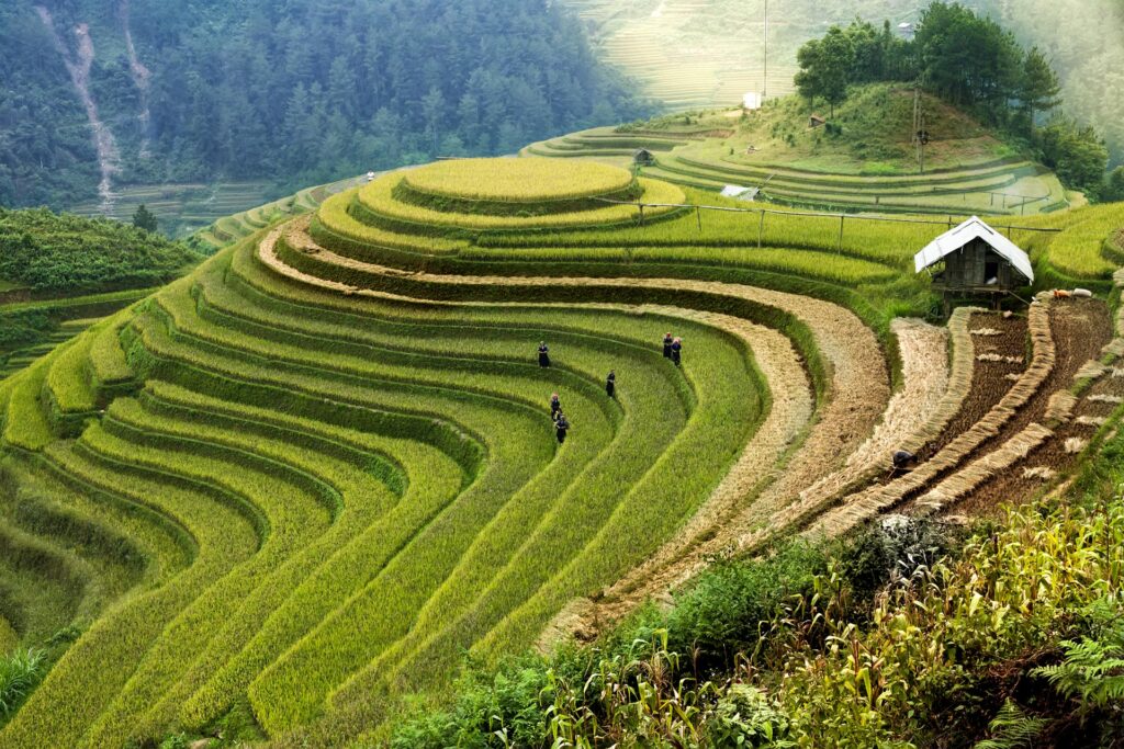 Sapa - Rice Fields Mountain - NS - fareast247